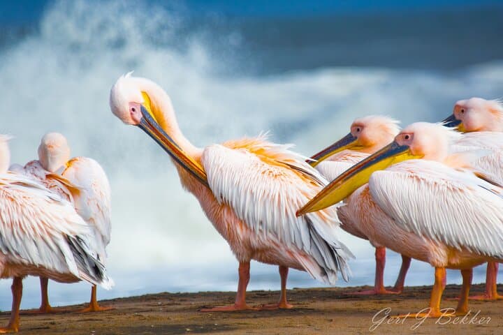 Walvis Bay Birding: Lagoon Tours and Coastal Wildlife of Namibia photo 2