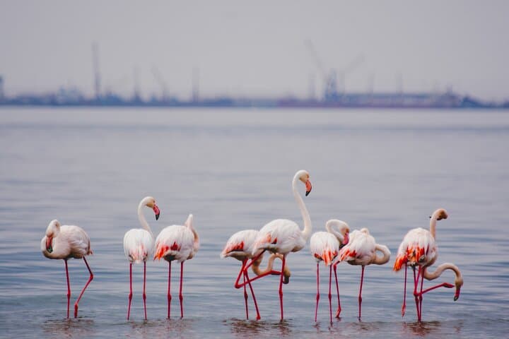 Walvis Bay Birding: Lagoon Tours and Coastal Wildlife of Namibia photo 4
