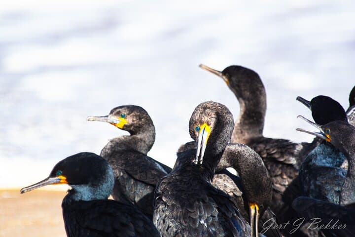 Walvis Bay Birding: Lagoon Tours and Coastal Wildlife of Namibia photo 5
