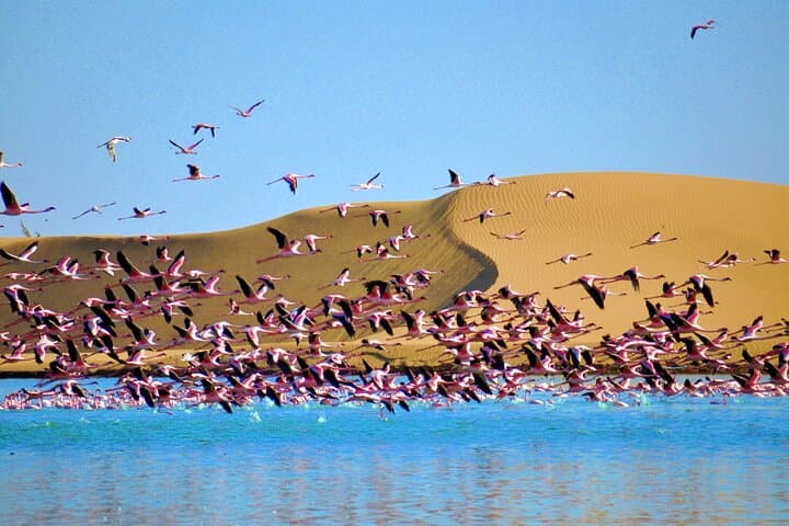 Walvis Bay Birding: Lagoon Tours and Coastal Wildlife of Namibia