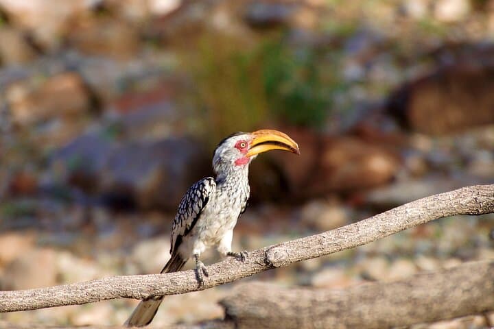 Walvis Bay Birding: Lagoon Tours and Coastal Wildlife of Namibia photo 6