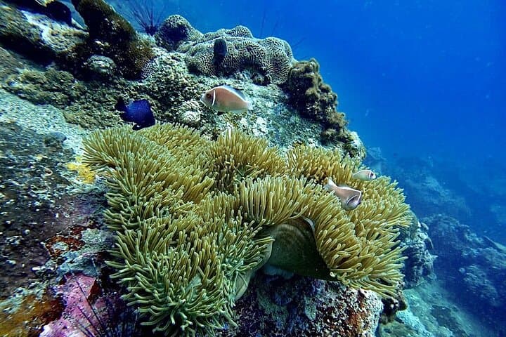 Discover Scuba Diving at Phu Quoc Island — Guided Beginner Dives & Boat Trip photo 3
