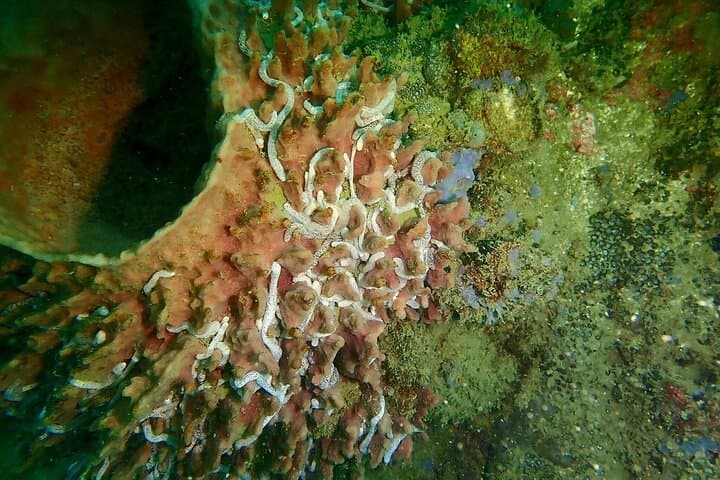 Discover Scuba Diving at Phu Quoc Island — Guided Beginner Dives & Boat Trip photo 4