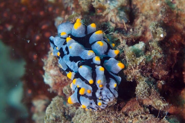 Discover Scuba Diving at Phu Quoc Island — Guided Beginner Dives & Boat Trip photo 6