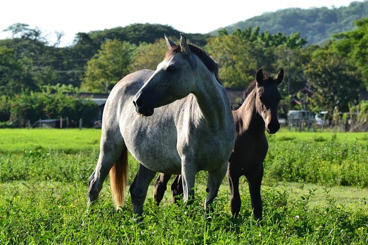 Horseback Riding from Dreams Las Mareas — Jungle Trails & Guanacaste Vistas photo 1
