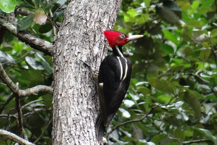 Horseback Riding from Dreams Las Mareas — Jungle Trails & Guanacaste Vistas photo 2