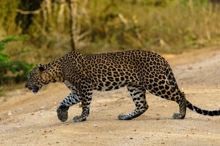 Yala National Park Full-Day Safari: Leopard Encounters & Coastal Wilderness