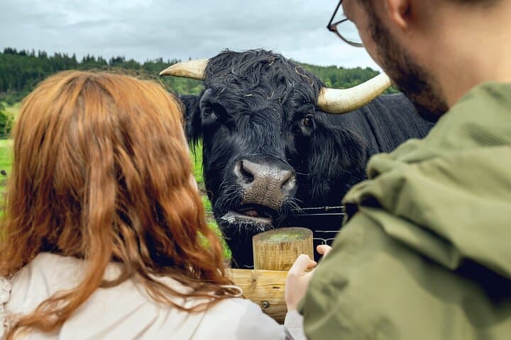Highland Day Escape from Edinburgh: Loch Katrine, Loch Lomond, Whisky or Castle Option photo 1