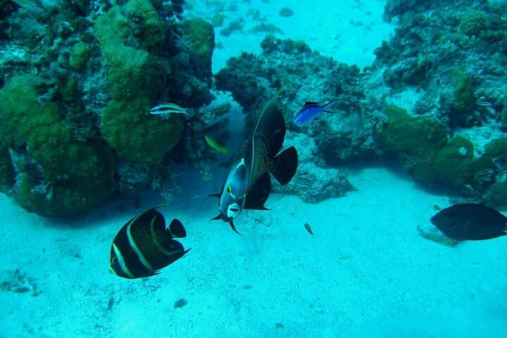 Introductory Reef Dive — Rosario Islands & Playa Blanca Day Trip from Cartagena photo 3