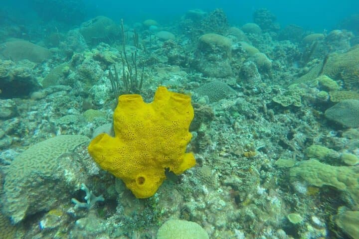 Introductory Reef Dive — Rosario Islands & Playa Blanca Day Trip from Cartagena photo 6