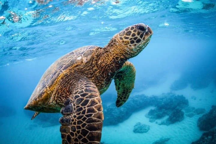 Roatán 3-Stop Snorkel: Starfish, Blue Channel & Turtle Crossing Experience photo 2