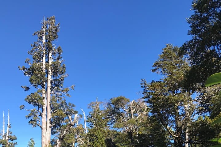 Hike Calbuco Volcano: Day Trek to Reserva Llanquihue from Puerto Varas photo 2
