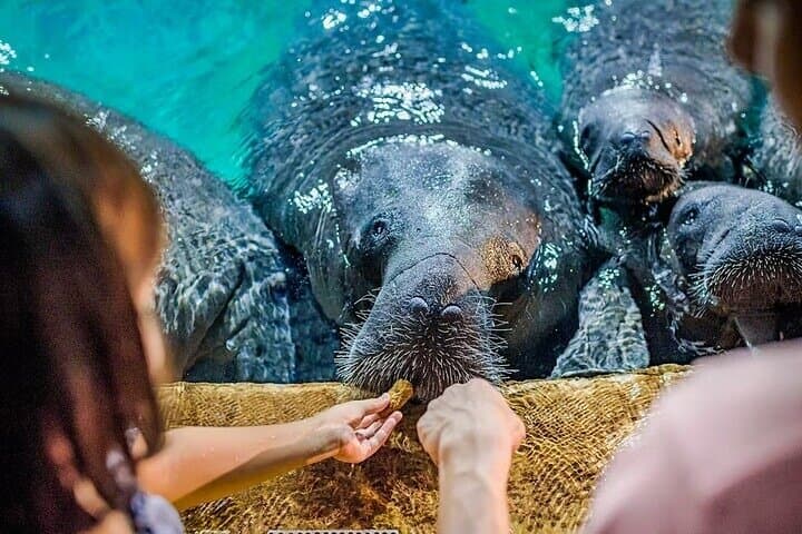 Singapore River Wonders: Explore Rivers, Giant Otters & Manatees photo 5