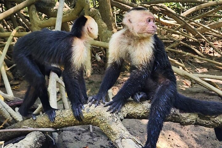 Manuel Antonio Mangrove Boat Tour: Wildlife, Shoreline Views & Photo Stops photo 2
