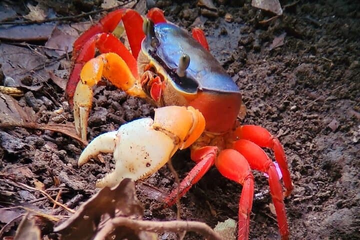 Manuel Antonio Mangrove Boat Tour: Wildlife, Shoreline Views & Photo Stops photo 4
