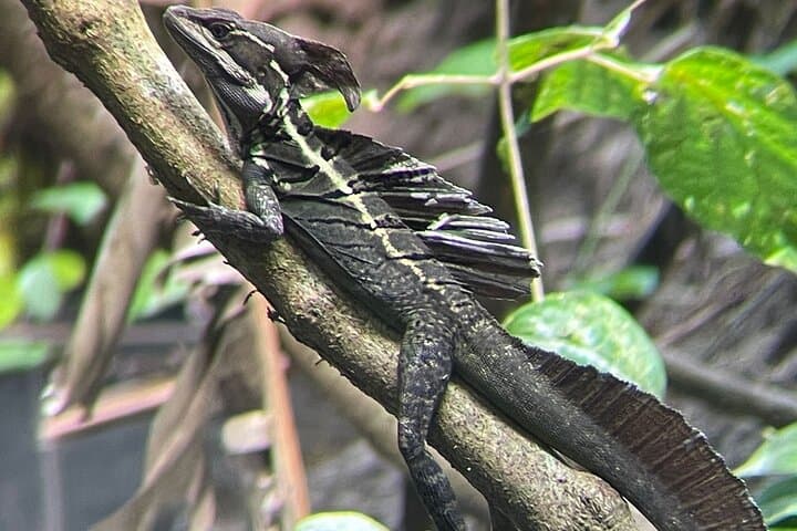 Manuel Antonio Mangrove Boat Tour: Wildlife, Shoreline Views & Photo Stops photo 5