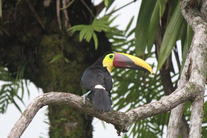 Esquipulas Birdwatching near Manuel Antonio — Guided 4–5 Hour Morning Tour photo 1