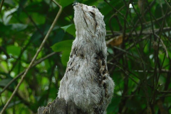 Esquipulas Birdwatching near Manuel Antonio — Guided 4–5 Hour Morning Tour photo 4