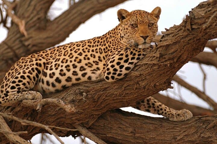 Full-Day Moremi Safari from Maun — Big Five & Xinii Lagoon Game Drive