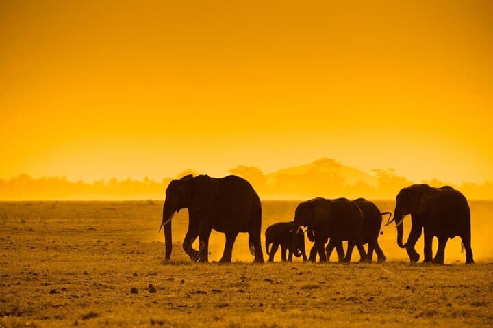 Full-Day Moremi Safari from Maun — Big Five & Xinii Lagoon Game Drive photo 3