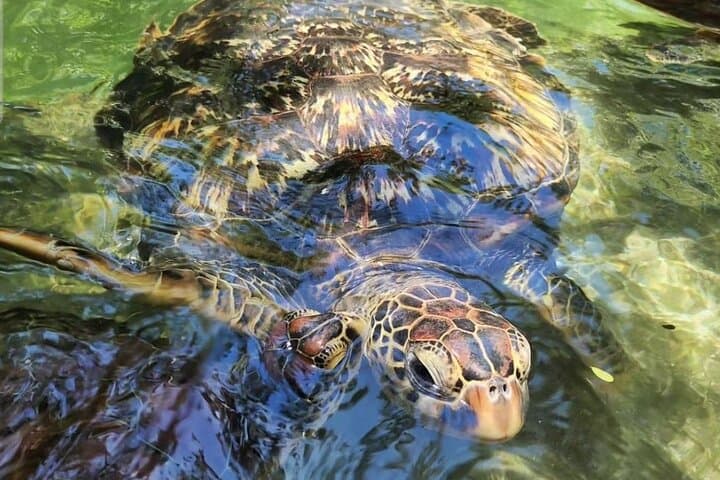 Clear-Kayak Turtle Encounter: Private Nungwi & Kendwa Beach Tour, Zanzibar