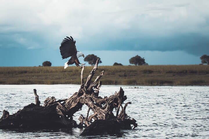 Full-Day Okavango Mokoro Tour from Maun — Mokoro Canoe, Island Picnic & Guided Walk