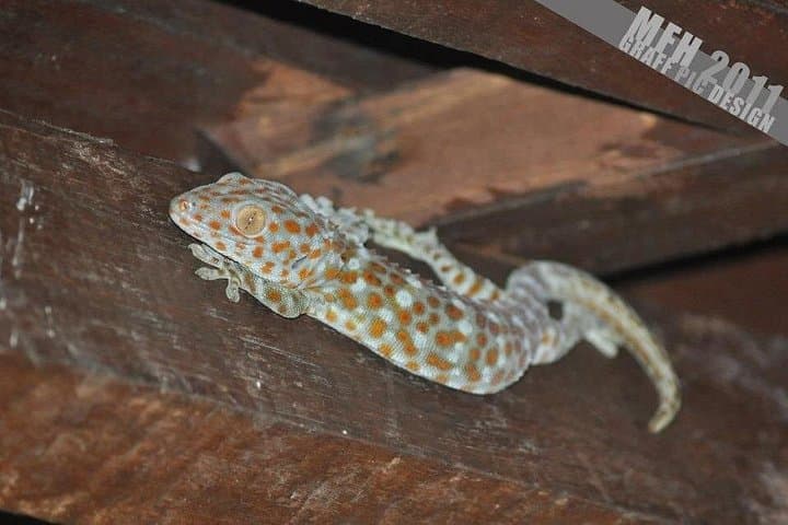Kilim Geoforest River Tour: Langkawi Mangrove Boat Adventure and Eagle Feeding photo 2