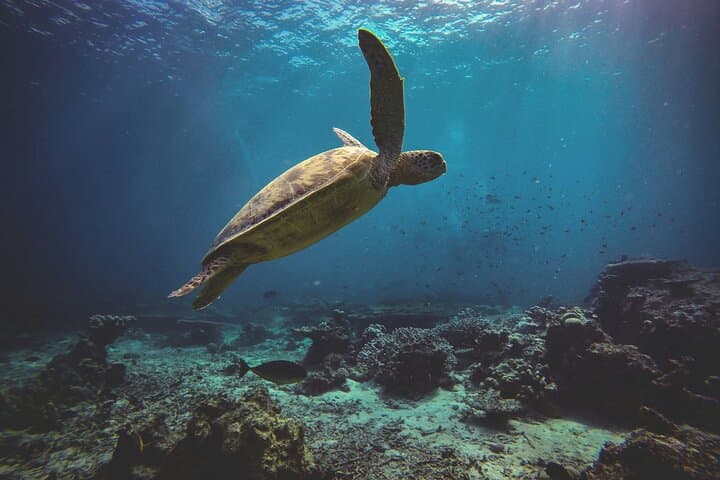 Semporna 3-Island Snorkel & DSD Dive Tour — Timba-Timba, Mataking & Pandanan photo 5