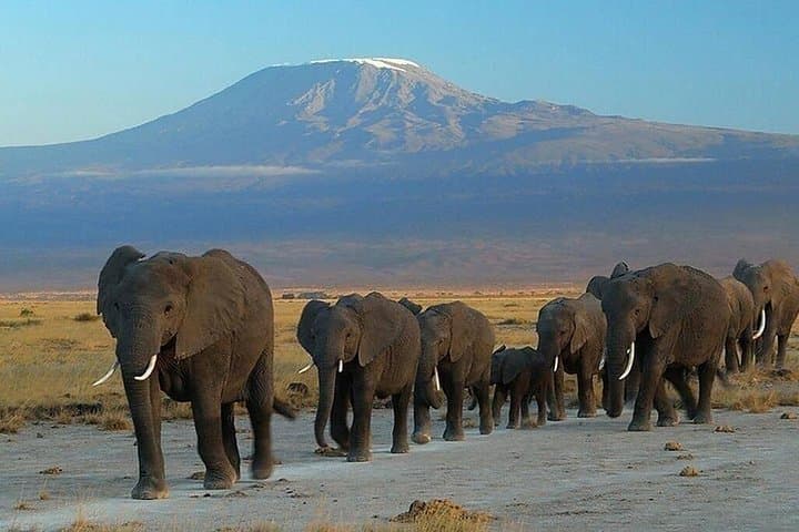 5-Day Safari: Tsavo East & West and Amboseli from Mombasa