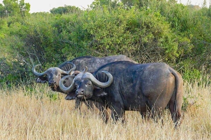 5-Day Safari: Tsavo East & West and Amboseli from Mombasa photo 2