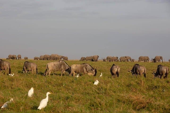 5-Day Safari: Tsavo East & West and Amboseli from Mombasa photo 3
