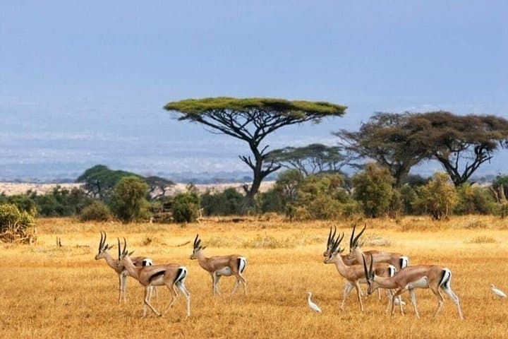 5-Day Safari: Tsavo East & West and Amboseli from Mombasa photo 4