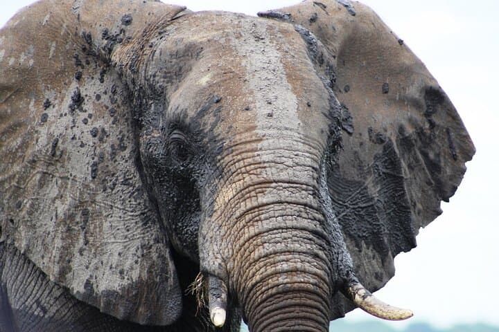 Mosi Oa Tunya Game Drive & Rhino Walk — Livingstone Wildlife Safari photo 4