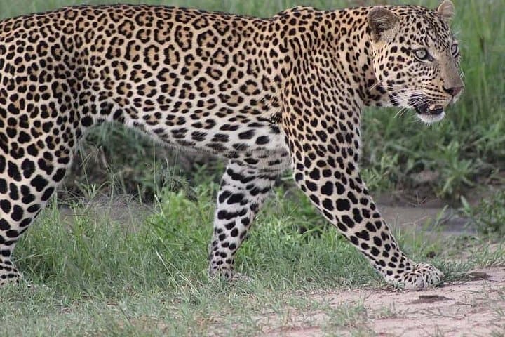 5-Day Safari: Tsavo East & West and Amboseli from Mombasa photo 5