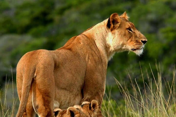 6-Day Tsavo Safari and Mombasa Beach Escape: From Red Elephants to Coral Reefs photo 5