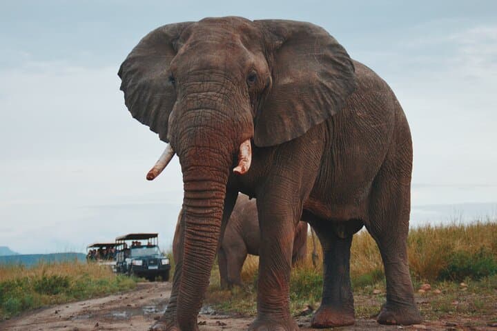 Full-Day Hluhluwe-Umfolozi Safari: Big Five, Rhino Conservation & Hilltop Views photo 1
