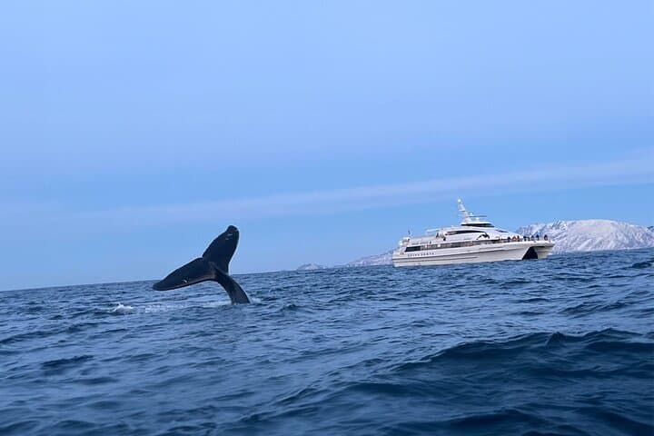 Tromsø Whale Safari: Fast Catamaran Humpback & Orca Watching