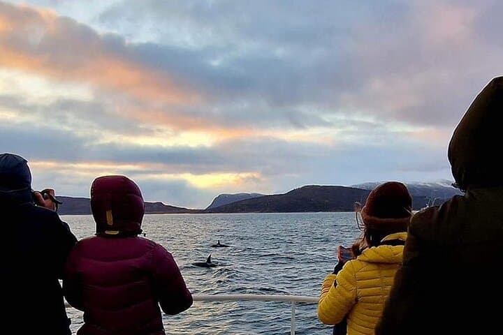 Tromsø Whale Safari: Fast Catamaran Humpback & Orca Watching photo 5