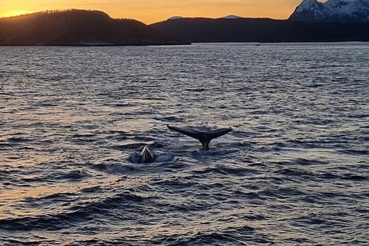 Tromsø Whale Safari: Fast Catamaran Humpback & Orca Watching photo 6