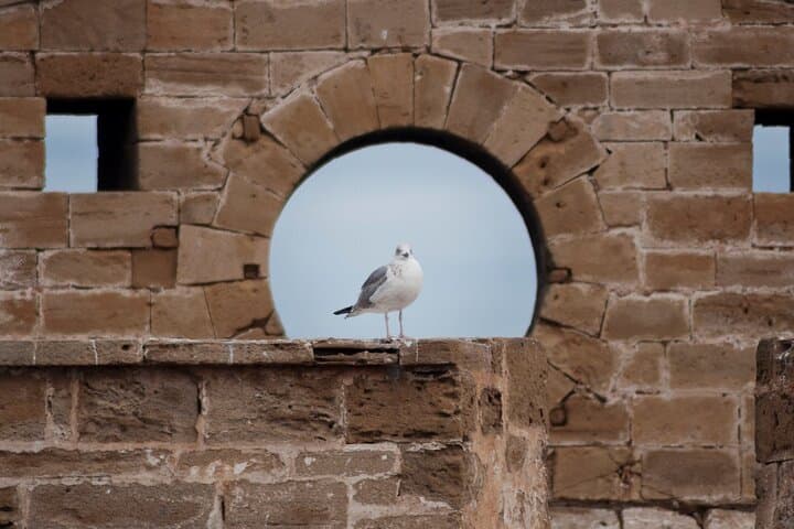 Day Trip from Marrakech to Essaouira: Coastal Exploration & Argan Cooperative Visit photo 5