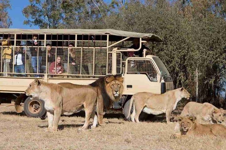 Open Vehicle Game Drive at Lion & Safari Park (Johannesburg) photo 3