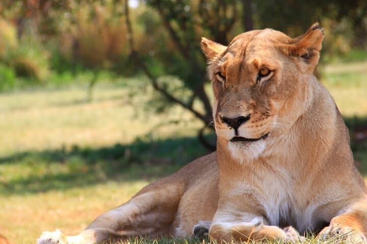 Open Vehicle Game Drive at Lion & Safari Park (Johannesburg) photo 4