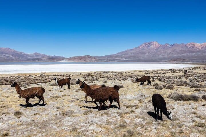 Salinas Lagoon Half-Day Tour from Arequipa — Volcano Views, Camelids & Hot Springs photo 2