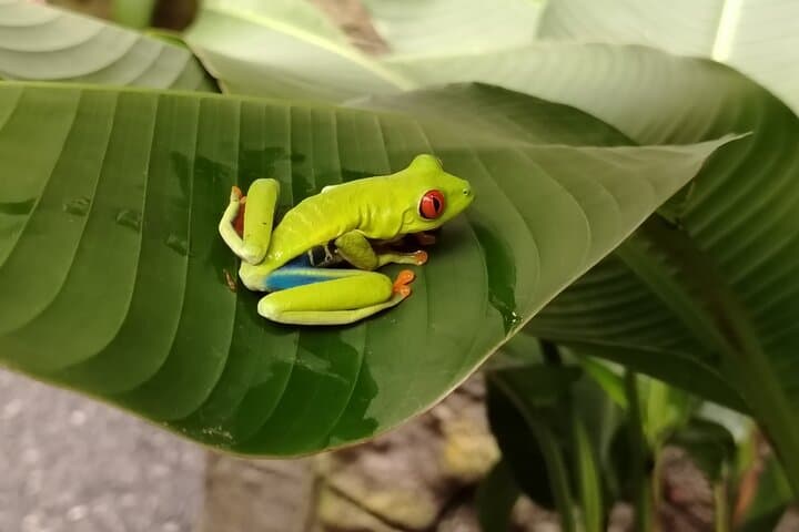 Exploring Costa Rica’s Coffee Trail, Poás Volcano, and La Paz Waterfalls in One Day