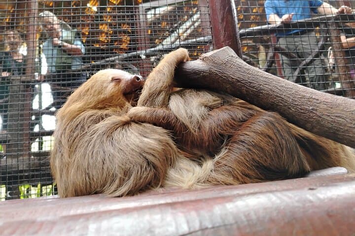 Exploring Costa Rica’s Coffee Trail, Poás Volcano, and La Paz Waterfalls in One Day photo 2