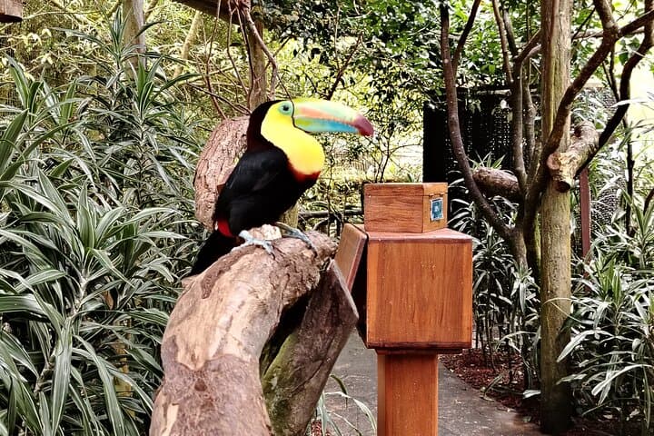 Exploring Costa Rica’s Coffee Trail, Poás Volcano, and La Paz Waterfalls in One Day photo 3