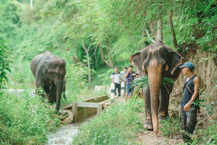 Full-Day Elephant Sanctuary Mahout Experience near Chiang Mai photo 3