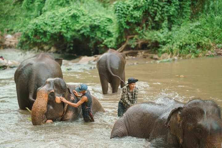 Full-Day Elephant Sanctuary Mahout Experience near Chiang Mai photo 5