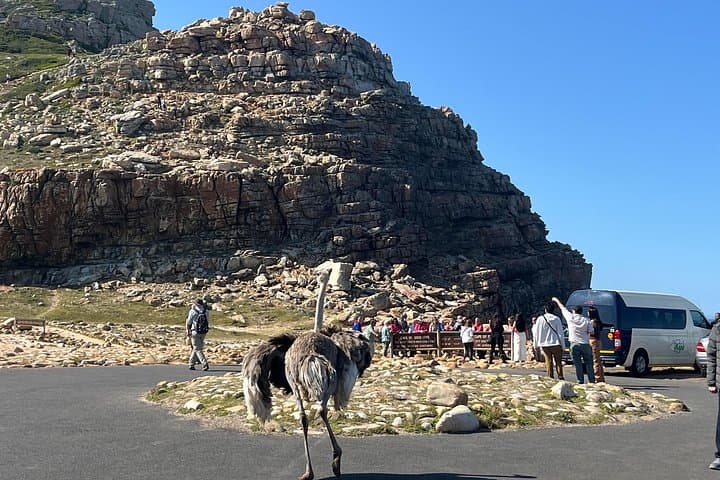 private-cape-of-good-hope-penguins-and-groot-constantia-wine-tour photo 4