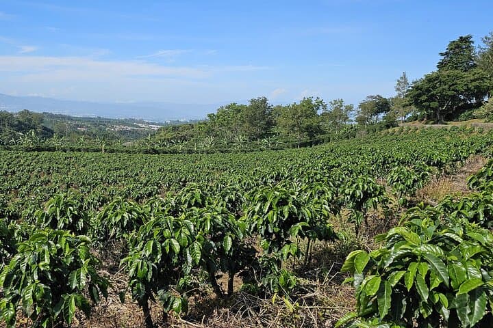 Exploring Costa Rica’s Coffee Trail, Poás Volcano, and La Paz Waterfalls in One Day photo 5